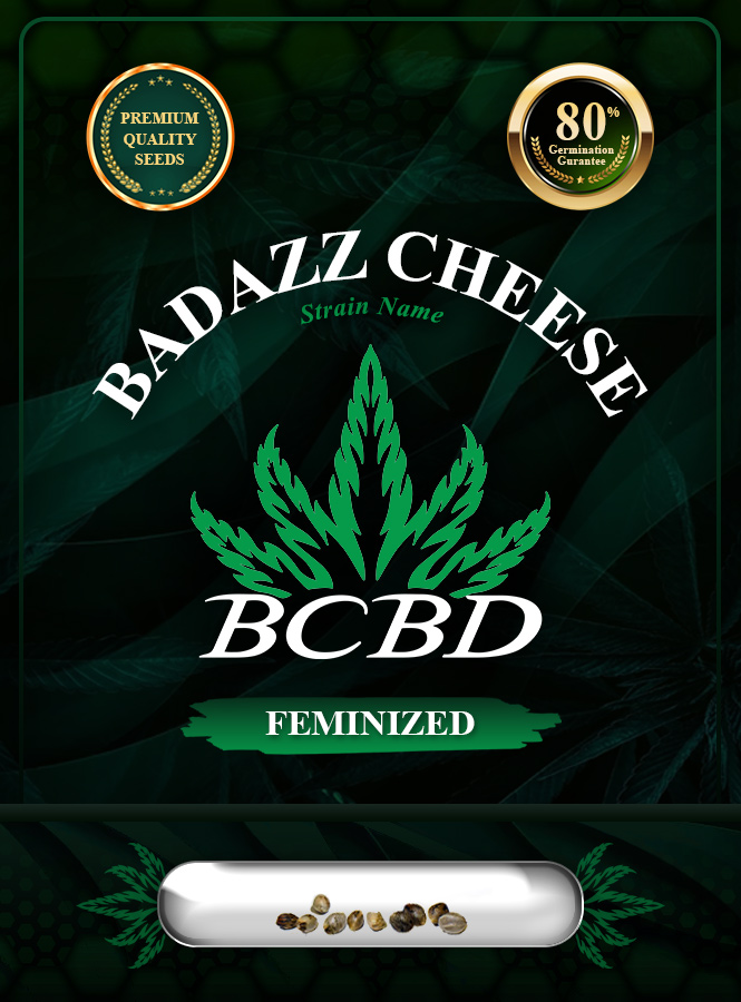 Badazz Cheese Strain Feminized Marijuana Seeds
