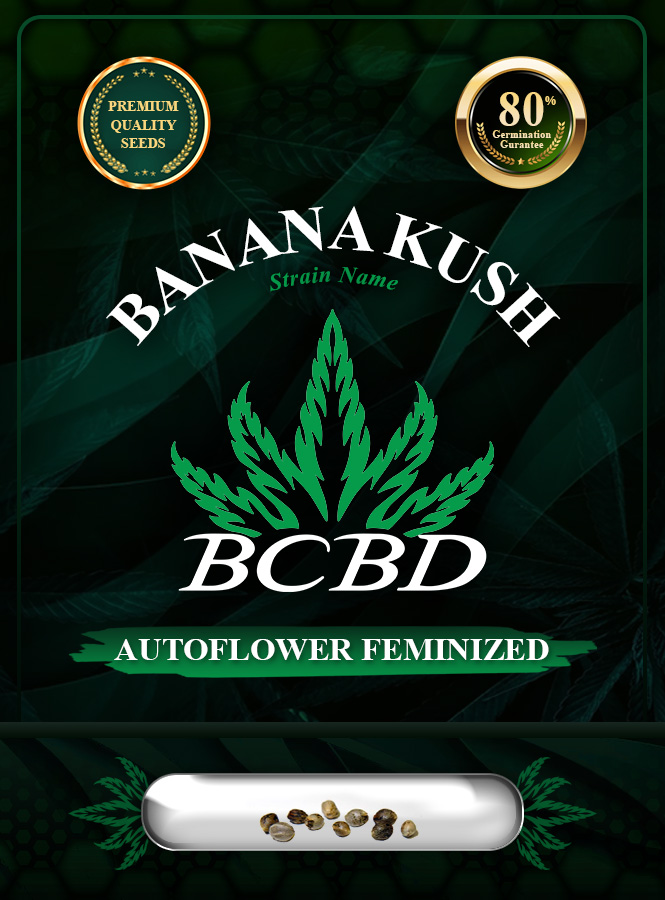 Banana Kush Autoflowering Marijuana Seeds