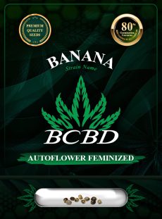 Banana Strain Autoflowering