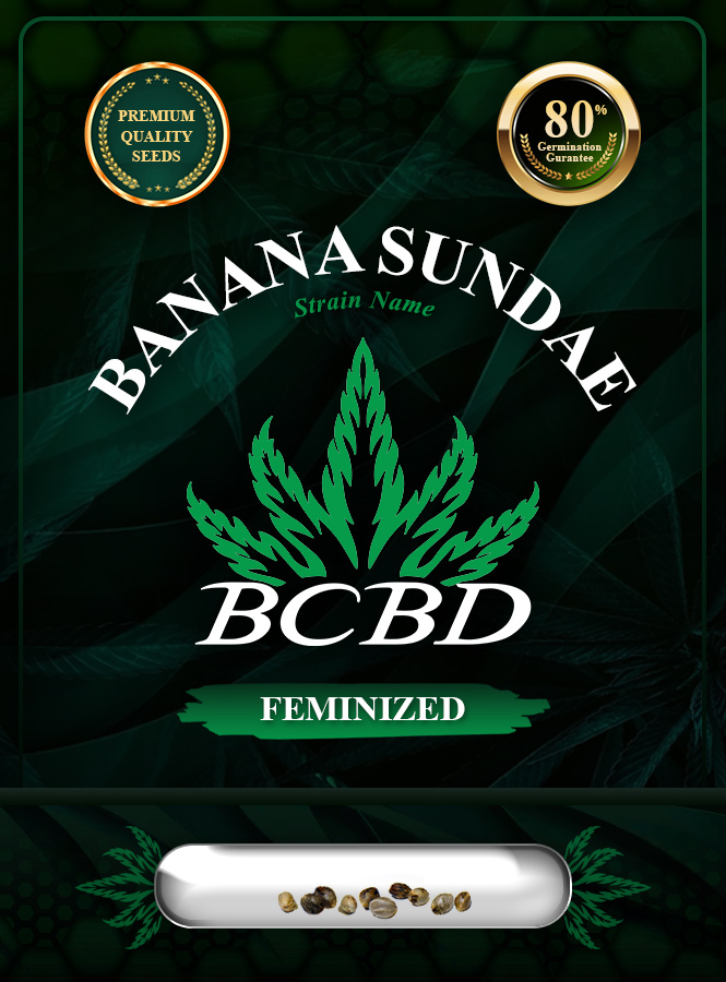 Banana Sundae Strain Feminized Marijuana Seeds