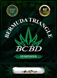 Bermuda Triangle Strain Feminized