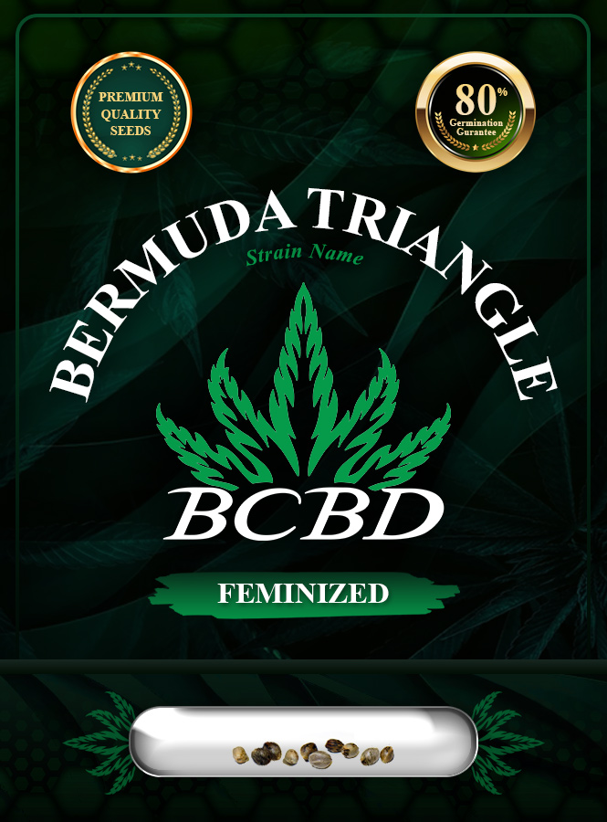 Bermuda Triangle Strain Feminized Marijuana Seeds