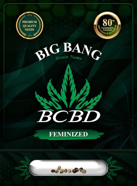 Big Bang Strain Feminized