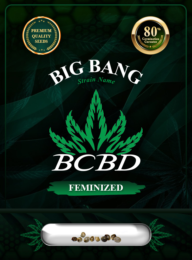 Big Bang Strain Feminized Marijuana Seeds