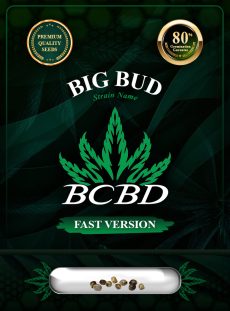 Big Bud Strain Fast Version Feminized