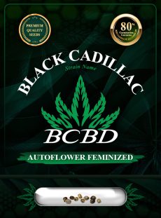 Black Cadillac Strain Autoflowering