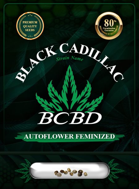 Black Cadillac Strain Autoflowering
