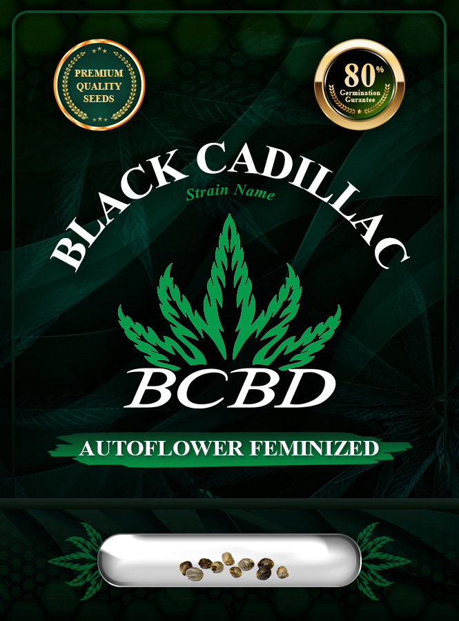 Black Cadillac Strain Autoflowering Marijuana Seeds