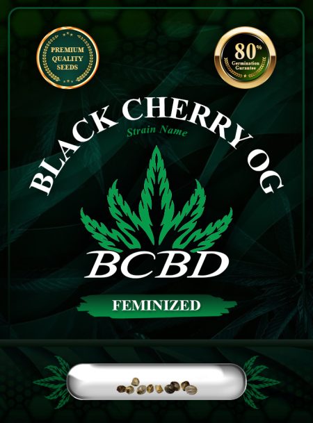 Black Cherry OG Strain Feminized