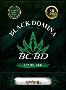 Black Domina Strain Feminized