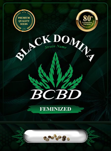 Black Domina Strain Feminized