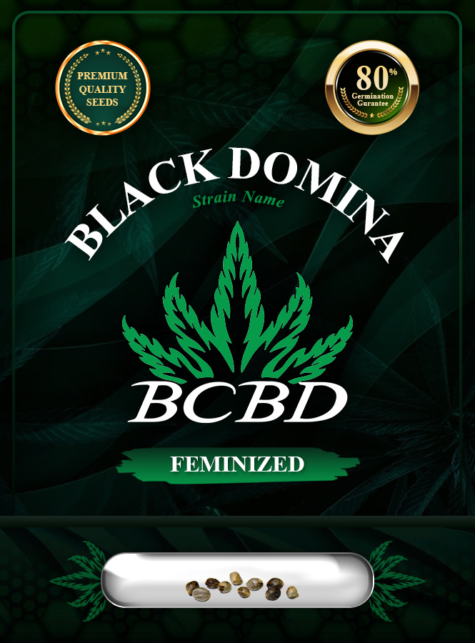 Black Domina Strain Feminized Marijuana Seeds