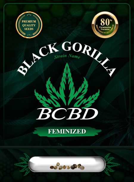 Black Gorilla Strain Feminized
