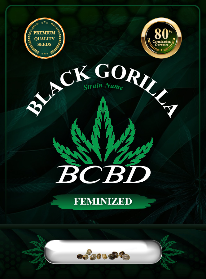 Black Gorilla Strain Feminized Marijuana Seeds