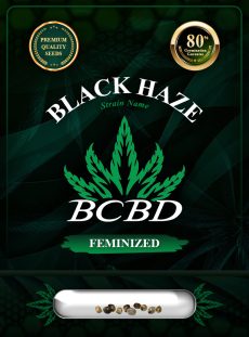 Black Haze Feminized