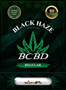 Black Haze Regular