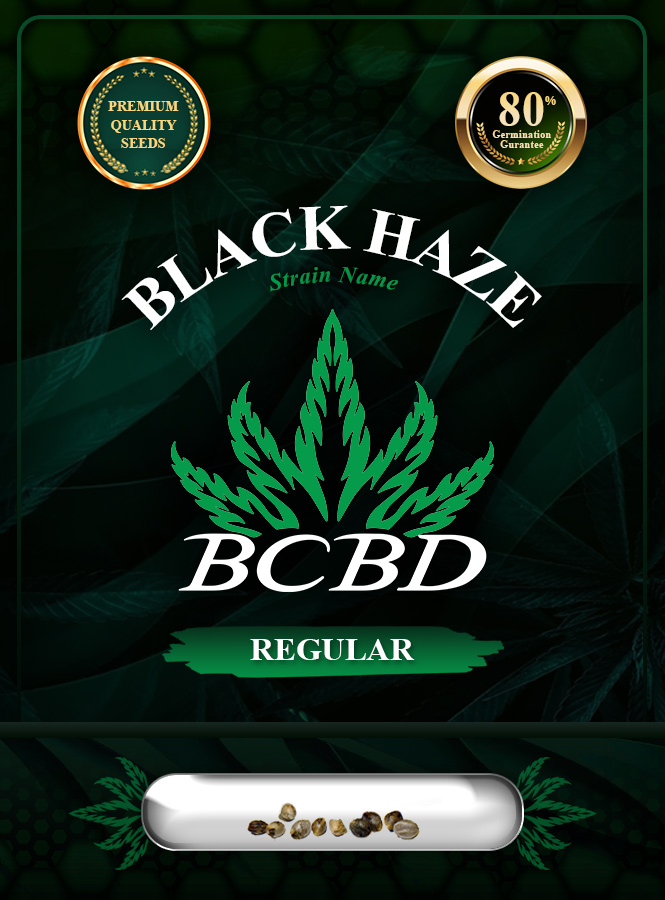Black Haze Regular Marijuana Seeds