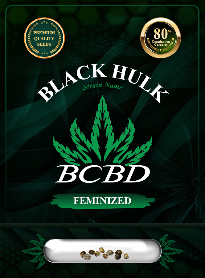 Black Hulk Strain Feminized Marijuana Seeds