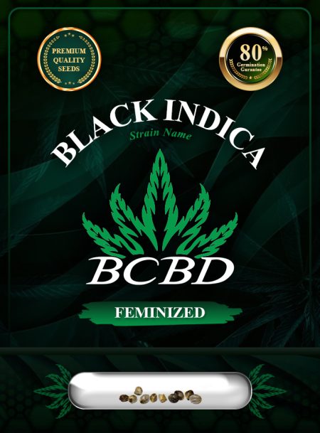 Black Indica Strain Feminized