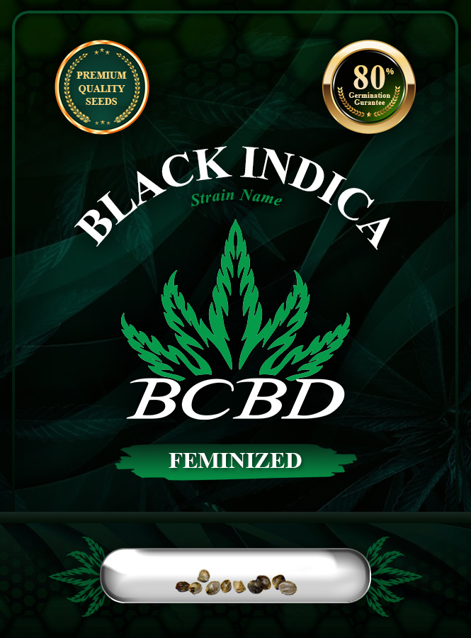 Black Indica Strain Feminized Marijuana Seeds