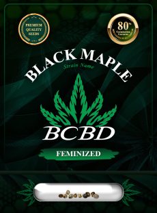 Black Maple Strain Feminized