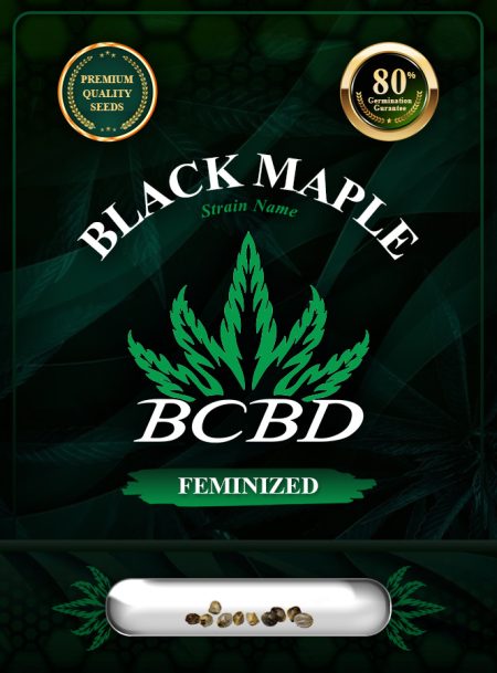 Black Maple Strain Feminized