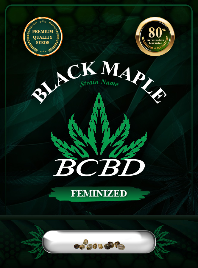 Black Maple Strain Feminized Marijuana Seeds
