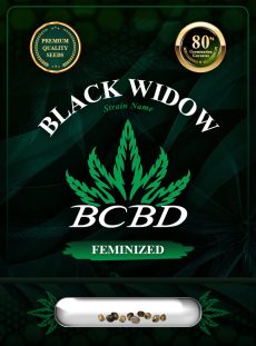 Black Widow Strain Feminized
