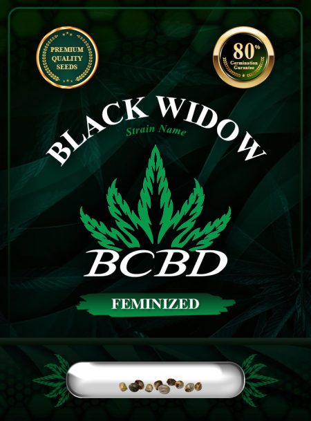 Black Widow Strain Feminized