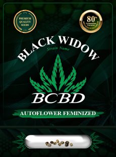 Black Widow Strain Autoflowering