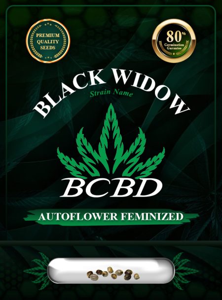 Black Widow Strain Autoflowering