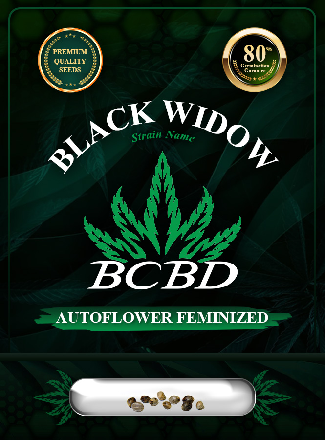 Black Widow Strain Autoflowering Marijuana Seeds