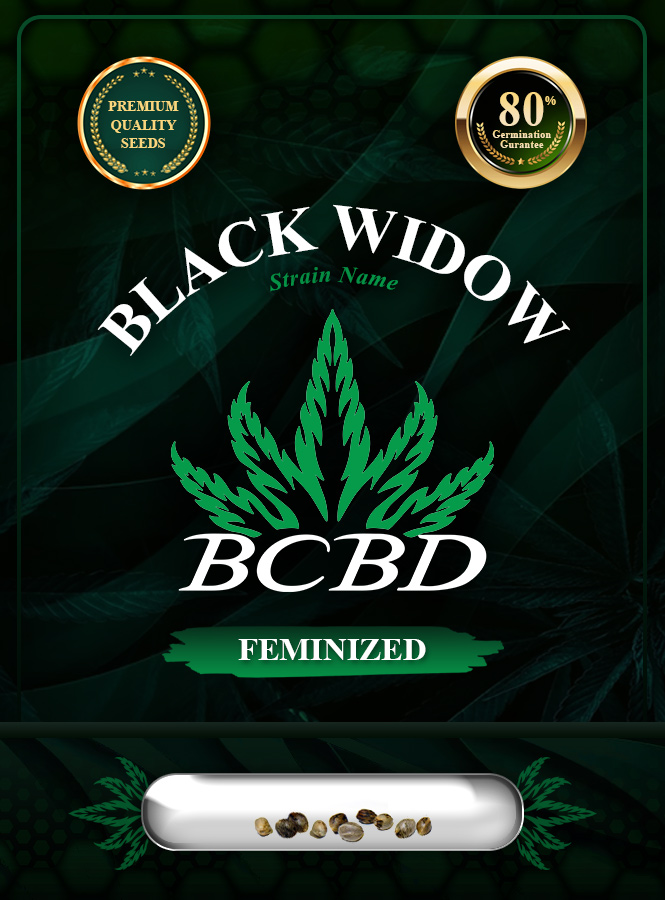 Black Widow Strain Feminized Marijuana Seeds