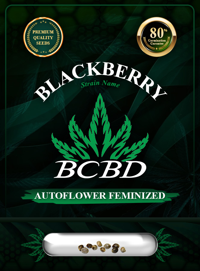 Blackberry Strain Autoflowering Marijuana Seeds