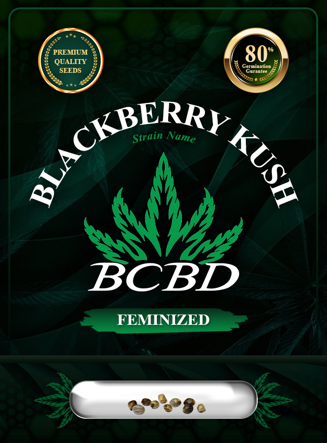 Blackberry Kush Feminized Marijuana Seeds