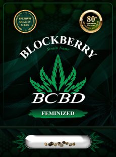 Blockberry Strain Feminized