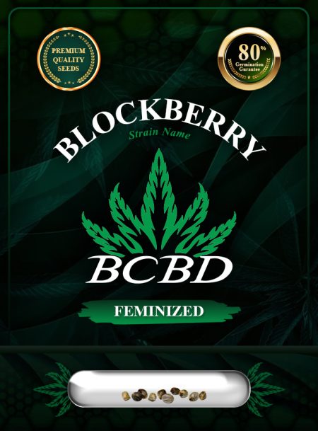 Blockberry Strain Feminized