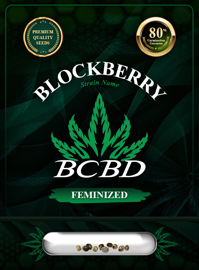 Blockberry Strain Feminized Marijuana Seeds