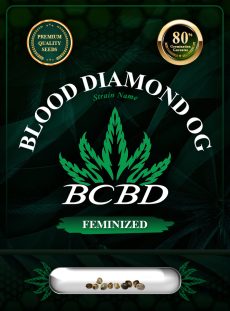 Blood Diamond OG Strain Feminized