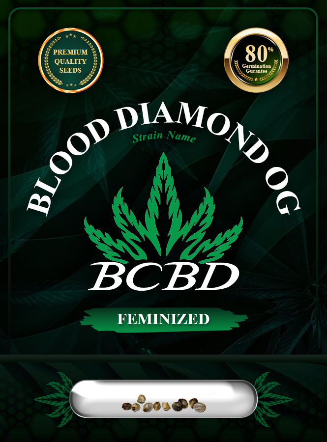 Blood Diamond OG Strain Feminized Marijuana Seeds