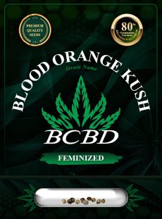 Blood Orange Kush Feminized
