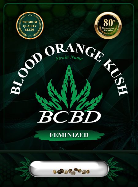 Blood Orange Kush Feminized