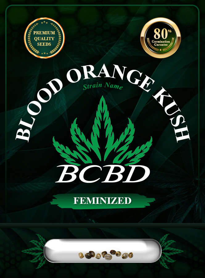 Blood Orange Kush Feminized Marijuana Seeds