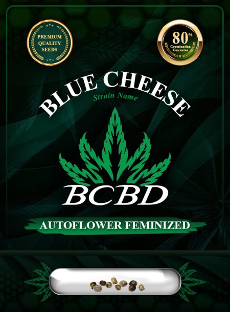 Blue Cheese Strain Autoflowering