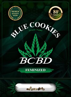 Blue Cookies Strain Feminized
