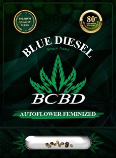 Blue Diesel Strain Autoflowering