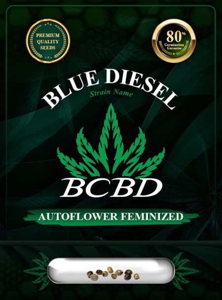 Blue Diesel Strain Autoflowering
