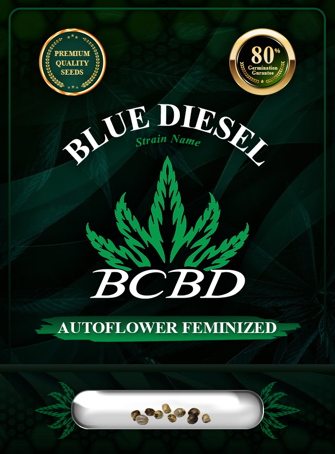 Blue Diesel Strain Autoflowering Marijuana Seeds