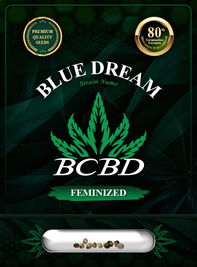 Blue Dream Strain Feminized Marijuana Seeds