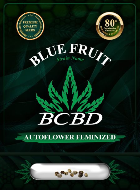 Blue Fruit Strain Autoflowering